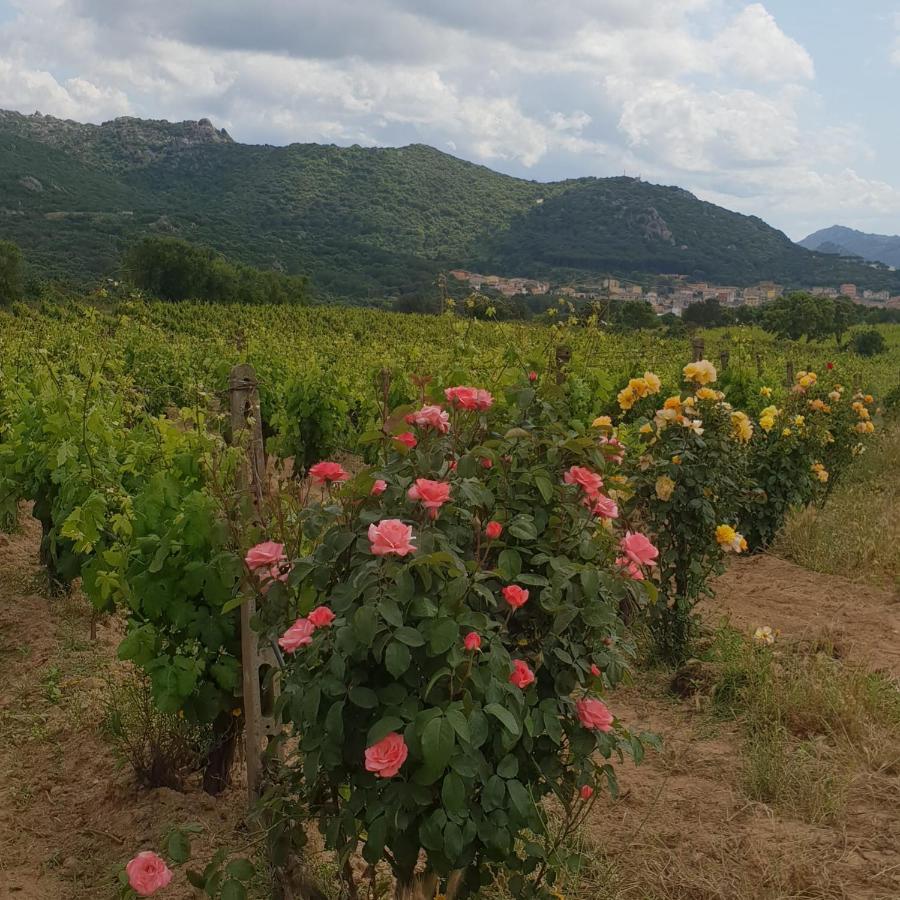 Agriturismo Vermentino Monti Exterior foto
